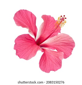 Hibiscus or rose mallow flower, Tropical pink flower isolated on white background, with clipping path  - Powered by Shutterstock