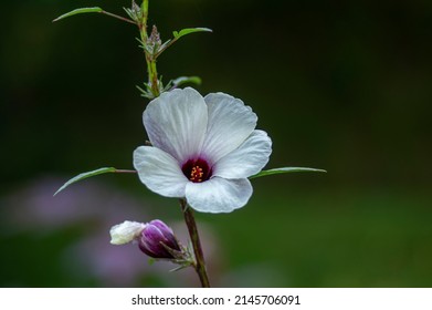 Hibiscus Sabdariffa Beautiful White And Dark Purple Petal Flowers In Bloom, Tropical Rose Of Sharon Flowering Plant On Subshrub