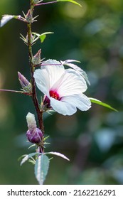 Hibiscus Sabdariffa Beautiful White And Dark Purple Petal Flowers In Bloom, Tropical Rose Of Sharon Flowering Plant On Subshrub