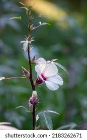 Hibiscus Sabdariffa Beautiful White And Dark Purple Petal Flowers In Bloom, Tropical Rose Of Sharon Flowering Plant On Subshrub