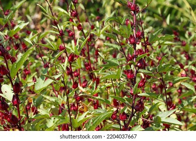 Top View Of Dried Hibiscus Sabdariffa Or Roselle Fruits In The