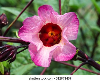 Hibiscus sabdariffa or roselle fruits flower.