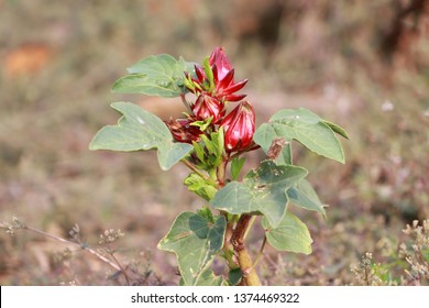 Hibiscus Sabdariffa Or Roselle Seed Packet Blooming In Red Color On The Green Tree.