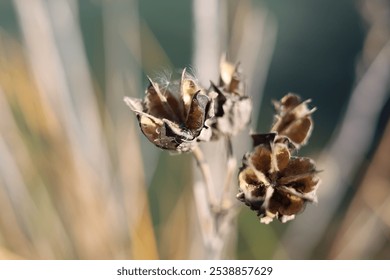 Hibiscus seed pods open and dried close-up - Powered by Shutterstock