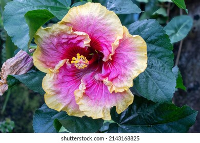 Hibiscus Sinesiss, China-rose. Also Known As Simple Pleasure. Close-up