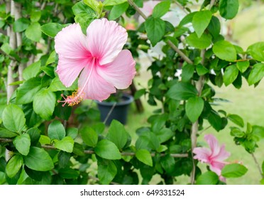 Hibiscus Syriacus