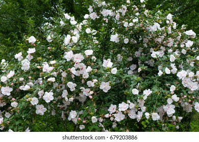 Hibiscus Syriacus.