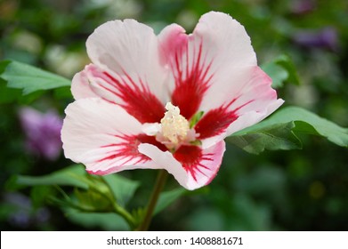 Hibiscus syriacus close up pink brindle beautiful blossom