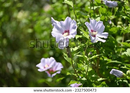 Hibiscus syriacus ( Rose of sharon ) blossoms. Malvaceae deciduous shrub. Beautiful flowers such as white and pink bloom from July to October. The national flower of South Korea.