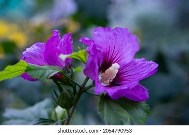 Hibiscus Syriacus Or Rose Of Sharon, Blue Satin With Red Eye And Foliage On Nature Background In Macro, Soft. Space For Your Text. Elegant Lilac Flower With Water Drops Or Dew In Early Morning.