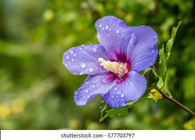 Hibiscus Syriacus Or Rose Of Sharon, Blue Satin With Red Eye And Foliage On Nature Background In Macro, Soft. Space For Your Text. Elegant Lilac Flower With Water Drops Or Dew In Early Morning.