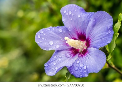 Hibiscus Syriacus Or Rose Of Sharon, Blue Satin With Red Eye And Foliage On Nature Background In Macro, Soft. Space For Your Text. Elegant Lilac Flower With Water Drops Or Dew In Early Morning.