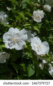 Hibiscus Syriacus White Chiffon Plant