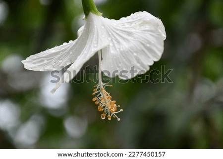 hibiscus white flower bukeh background