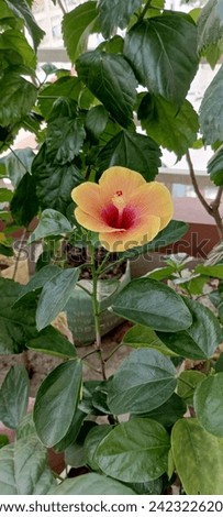 Hibiscus yellow flower on gardening,