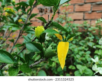 Hibiscus yellow flowers found in the streets of Ho Chi Minh city  - Shutterstock ID 2311324525