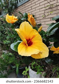 Hibiscus yellow flowers found in the streets of Ho Chi Minh city  - Shutterstock ID 2366682143