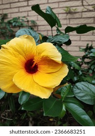 Hibiscus yellow flowers found in the streets of Ho Chi Minh city  - Shutterstock ID 2366683251