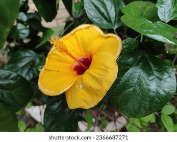Hibiscus yellow flowers found in the streets of Ho Chi Minh city  - Shutterstock ID 2366687271