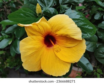 Hibiscus yellow flowers found in the streets of Ho Chi Minh city  - Shutterstock ID 2366688271