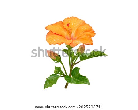 Hibiscus yellow tropical flower and buds branch isolated on white. China rose plant. Malaysia national symbol.
