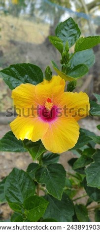 Hibiscus Yellowe Flower with greenish plant