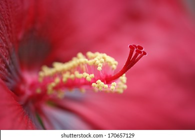 Hibiskus, Roter, Bluetenstempel, Hibiscus Syriacus, Rose Of Sharon, Red, Gynoecium