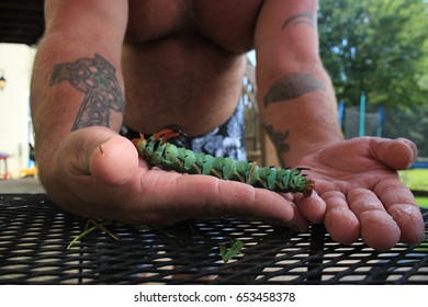 Hickory Horned Devil