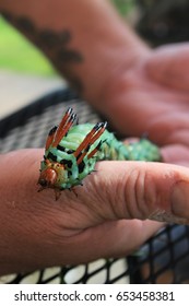 Hickory Horned Devil