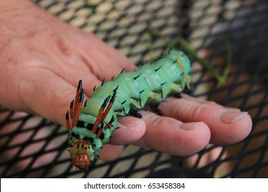 Hickory Horned Devil