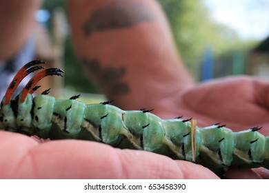 Hickory Horned Devil