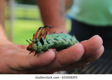 Hickory Horned Devil