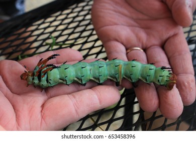 Hickory Horned Devil