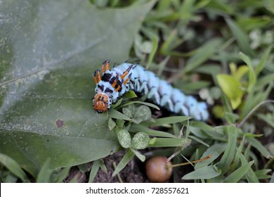 Hickory Horned Devil Caterpillar