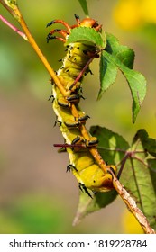 Hickory Horned Devil Caterpillar Eating Leaves