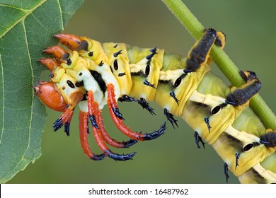 A Hickory Horned Devil Caterpillar Is Munching On A Walnut Leaf.