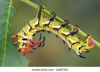 A Hickory Horned Devil Caterpillar Is Munching On A Walnut Leaf.