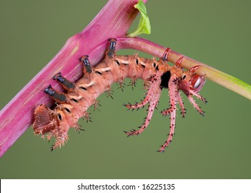 Hickory Horned Devil Caterpillar Bilder Stockfotos Und Vektorgrafiken Shutterstock