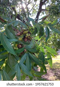 Hickory Nut Tree With Nuts