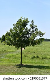 Hickory Tree In A Field