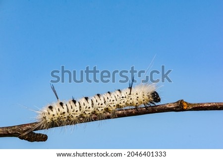Hickory Tussock Caterpillar (Lophocampa caryae)
