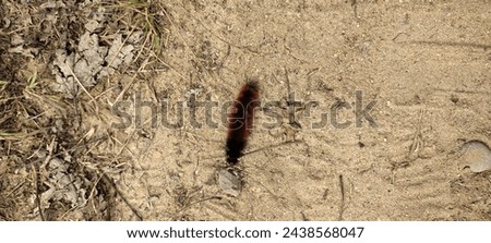 A hickory tussock moth caterpillar 