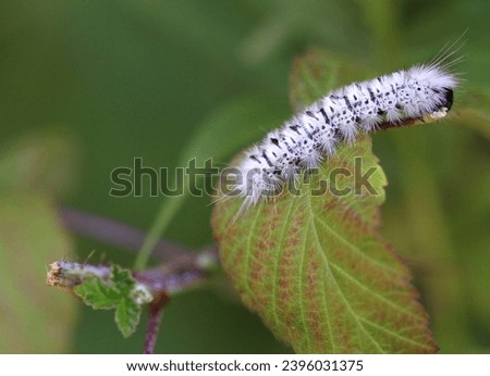 hickory tussock moth caterpillar hanging from plant