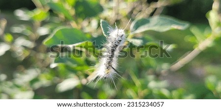 Hickory Tussock Moth Caterpillar, Leaves in Soft Focus  