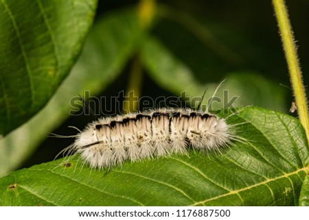 Hickory Tussock Moth Caterpillar (Lophocampa caryae)