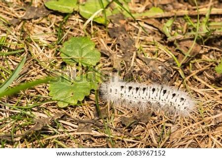Hickory Tussock Moth Caterpillar (Lophocampa caryae)