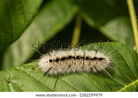 Hickory Tussock Moth Caterpillar - Lophocampa caryae