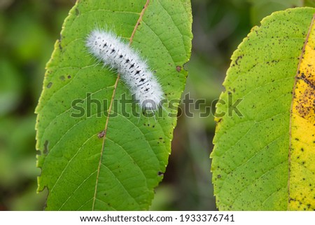 Hickory Tussock Moth Caterpillar in Summer