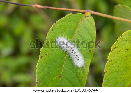 Hickory Tussock Moth Caterpillar in Summer
