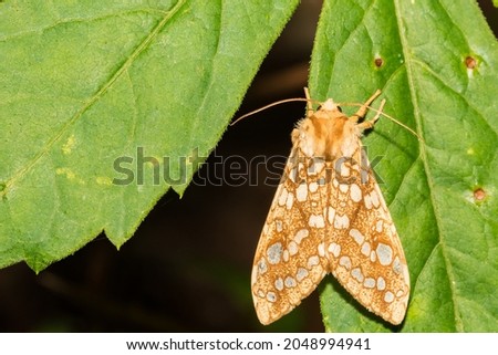 Hickory Tussock Moth (Lophocampa caryae)